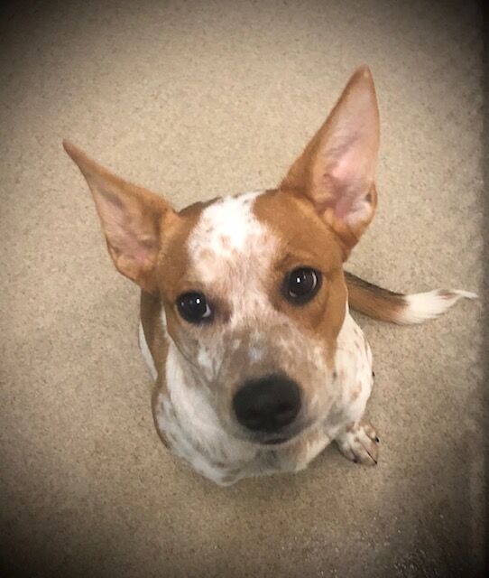 Peanut